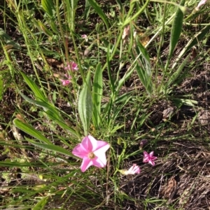 Convolvulus angustissimus subsp. angustissimus at Red Hill, ACT - 16 Nov 2015