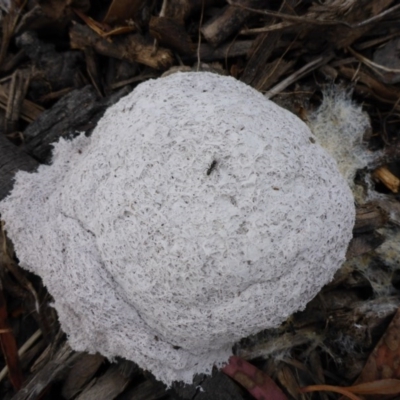 Fuligo septica (Scrambled egg slime) at Aranda, ACT - 20 Oct 2015 by JanetRussell