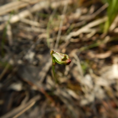 Caleana minor (Small Duck Orchid) at Cook, ACT - 16 Nov 2015 by CathB