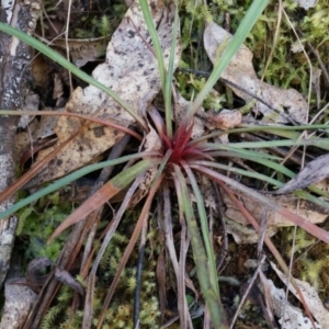 Stylidium graminifolium at Cotter River, ACT - 23 Aug 2014 01:09 PM