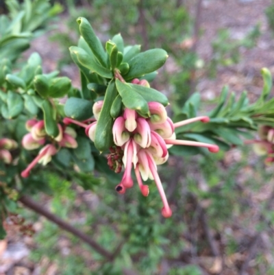 Grevillea iaspicula (Wee Jasper Grevillea) at Capital Hill, ACT - 21 Aug 2014 by AaronClausen