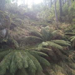 Dicksonia antarctica (Soft Treefern) at Cotter River, ACT - 23 Aug 2014 by AaronClausen