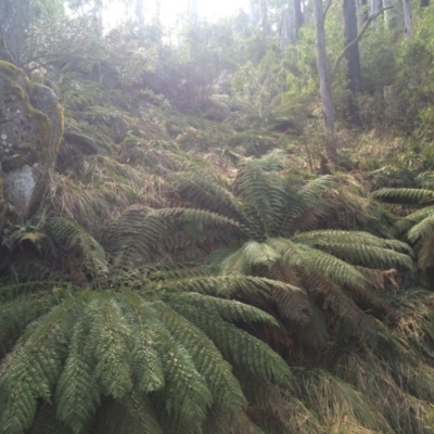 Dicksonia antarctica (Soft Treefern) at Cotter River, ACT - 23 Aug 2014 by AaronClausen