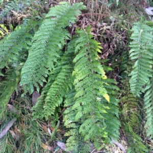 Polystichum proliferum at Cotter River, ACT - 23 Aug 2014