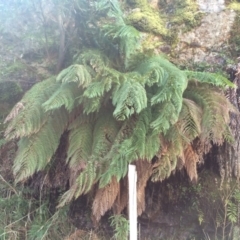 Dicksonia antarctica (Soft Treefern) at Cotter River, ACT - 23 Aug 2014 by AaronClausen