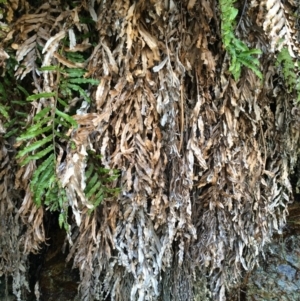 Blechnum minus at Cotter River, ACT - 23 Aug 2014