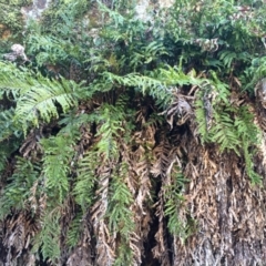 Blechnum minus at Cotter River, ACT - 23 Aug 2014