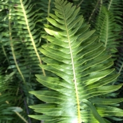 Blechnum nudum (Fishbone Water Fern) at Cotter River, ACT - 23 Aug 2014 by AaronClausen