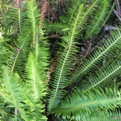 Blechnum nudum at Cotter River, ACT - 23 Aug 2014