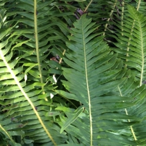 Blechnum nudum at Cotter River, ACT - 23 Aug 2014