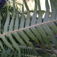 Blechnum nudum at Cotter River, ACT - 23 Aug 2014