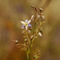 Dianella sp. aff. longifolia (Benambra) (Pale Flax Lily, Blue Flax Lily) at Tuggeranong Hill - 23 Jan 2000 by michaelb