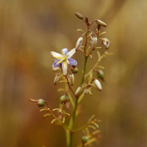 Dianella sp. aff. longifolia (Benambra) at Conder, ACT - 24 Jan 2000 12:00 AM