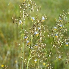 Dianella sp. aff. longifolia (Benambra) at Conder, ACT - 24 Jan 2000