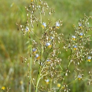 Dianella sp. aff. longifolia (Benambra) at Conder, ACT - 24 Jan 2000