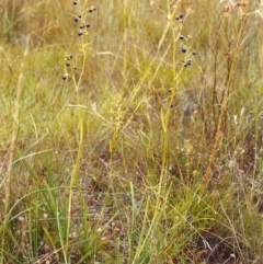 Dianella sp. aff. longifolia (Benambra) (Pale Flax Lily, Blue Flax Lily) at Tuggeranong Hill - 24 Jan 2000 by michaelb