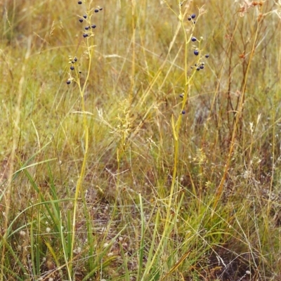 Dianella sp. aff. longifolia (Benambra) (Pale Flax Lily, Blue Flax Lily) at Conder, ACT - 24 Jan 2000 by michaelb