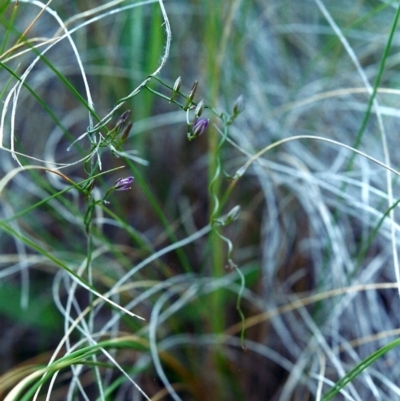 Thysanotus patersonii (Twining Fringe Lily) at Conder, ACT - 25 Oct 2000 by michaelb