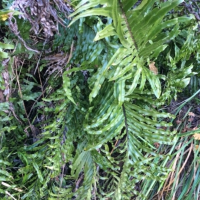 Blechnum wattsii at Namadgi National Park - 23 Aug 2014 by AaronClausen