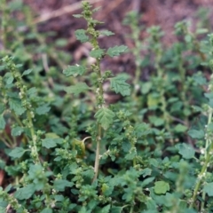 Dysphania pumilio (Small Crumbweed) at Tennent, ACT - 17 Mar 2005 by MichaelBedingfield