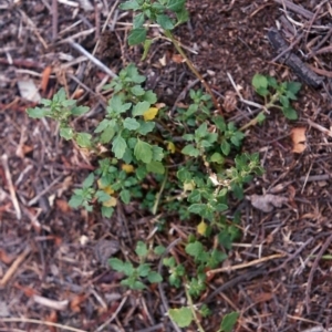 Dysphania pumilio at Tennent, ACT - 17 Mar 2005