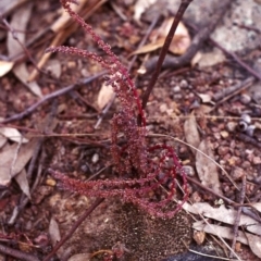 Crassula sieberiana (Austral Stonecrop) at Conder, ACT - 23 Jan 2000 by michaelb