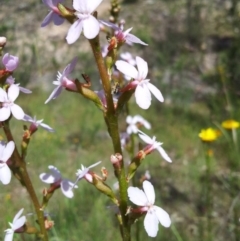 Stylidium graminifolium (Grass Triggerplant) at Mount Taylor - 16 Nov 2015 by RosemaryRoth