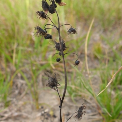 Drosera (genus) (A Sundew) at Bigga, NSW - 17 Oct 2015 by JanetRussell