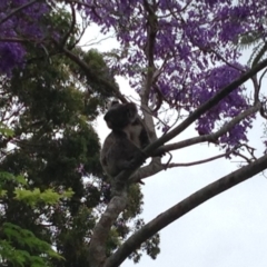 Phascolarctos cinereus (Koala) at - 2 Nov 2015 by Satoriefamily@gmail.com