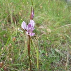 Diuris dendrobioides (Late Mauve Doubletail) at Mount Taylor - 16 Nov 2015 by RosemaryRoth