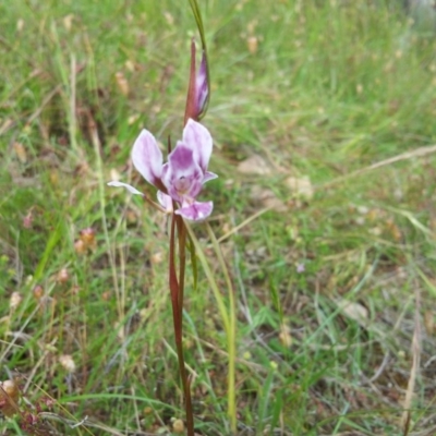 Diuris dendrobioides (Late Mauve Doubletail) at Mount Taylor - 16 Nov 2015 by RosemaryRoth