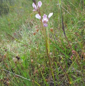 Diuris dendrobioides at suppressed - 16 Nov 2015