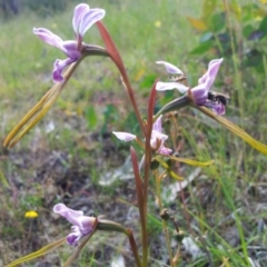 Diuris dendrobioides (Late Mauve Doubletail) at Kambah, ACT - 16 Nov 2015 by RosemaryRoth