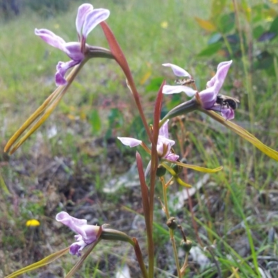 Diuris dendrobioides (Late Mauve Doubletail) at Mount Taylor - 16 Nov 2015 by RosemaryRoth