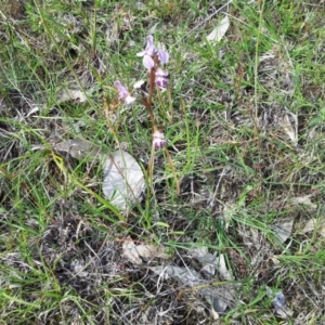 Diuris dendrobioides at suppressed - 16 Nov 2015