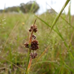 Luzula densiflora (Dense Wood-rush) at Bigga, NSW - 17 Oct 2015 by JanetRussell