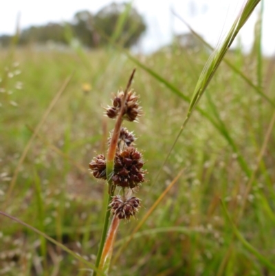 Luzula densiflora (Dense Wood-rush) at Bigga, NSW - 17 Oct 2015 by JanetRussell