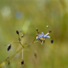 Dianella revoluta var. revoluta (Black-Anther Flax Lily) at Conder, ACT - 20 Nov 1999 by MichaelBedingfield