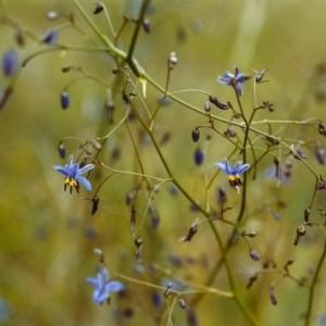 Dianella revoluta var. revoluta at Conder, ACT - 21 Nov 1999