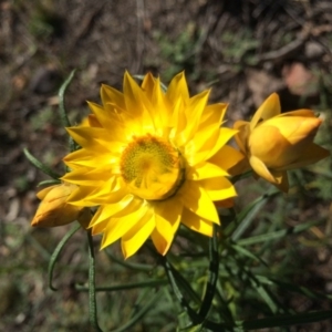 Xerochrysum viscosum at Majura, ACT - 24 Aug 2014