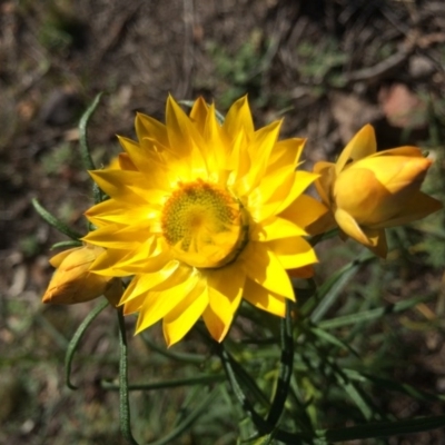 Xerochrysum viscosum (Sticky Everlasting) at Majura, ACT - 24 Aug 2014 by AaronClausen