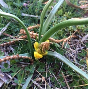 Bulbine bulbosa at Canberra Central, ACT - 24 Aug 2014 02:46 PM