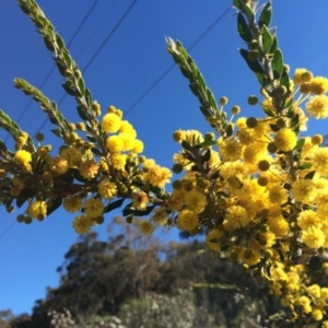 Acacia paradoxa at Majura, ACT - 24 Aug 2014