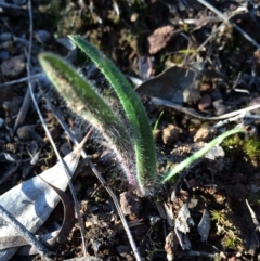 Caladenia actensis (Canberra Spider Orchid) by AaronClausen