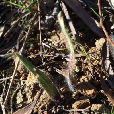 Caladenia actensis (Canberra Spider Orchid) at Hackett, ACT - 24 Aug 2014 by AaronClausen