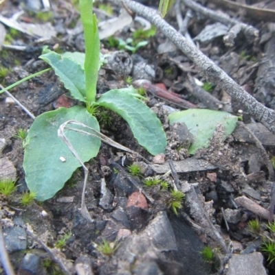 Pterostylis nutans (Nodding Greenhood) at Canberra Central, ACT - 24 Aug 2014 by JoshMulvaney