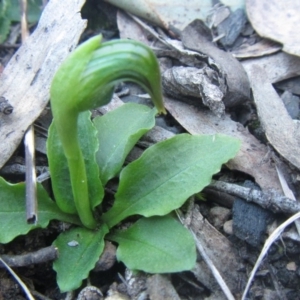 Pterostylis nutans at Canberra Central, ACT - 24 Aug 2014