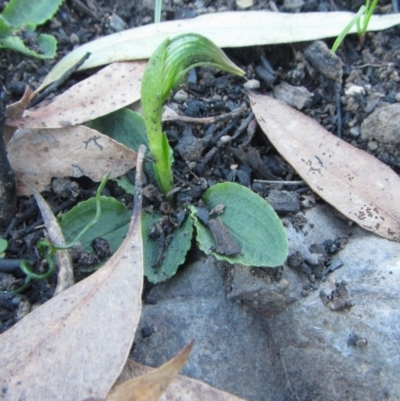 Pterostylis nutans (Nodding Greenhood) at Canberra Central, ACT - 24 Aug 2014 by JoshMulvaney