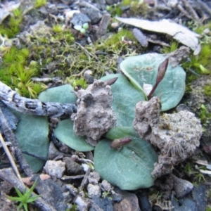 Cyrtostylis reniformis at suppressed - 24 Aug 2014