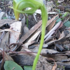 Pterostylis nutans (Nodding Greenhood) at Acton, ACT - 24 Aug 2014 by JoshMulvaney